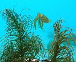 There were three Cuddle fish and this one was very curiou... by Scott Sternlieb 